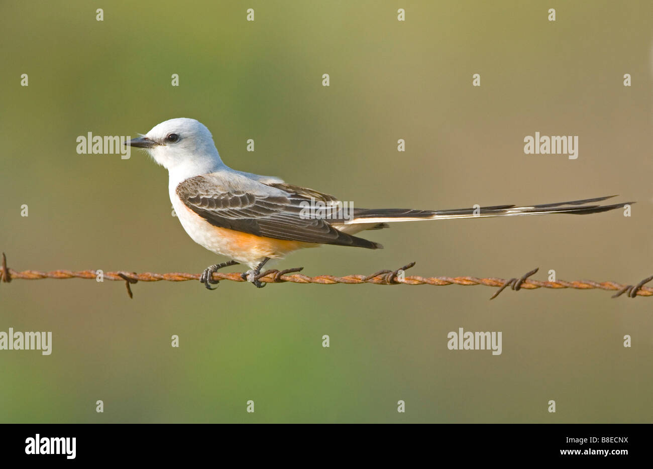 Scissor-tailed Flycatcher Tyrannus forficatus Boca Chica Texas United States 4 April Adult Tyrannidae Stock Photo