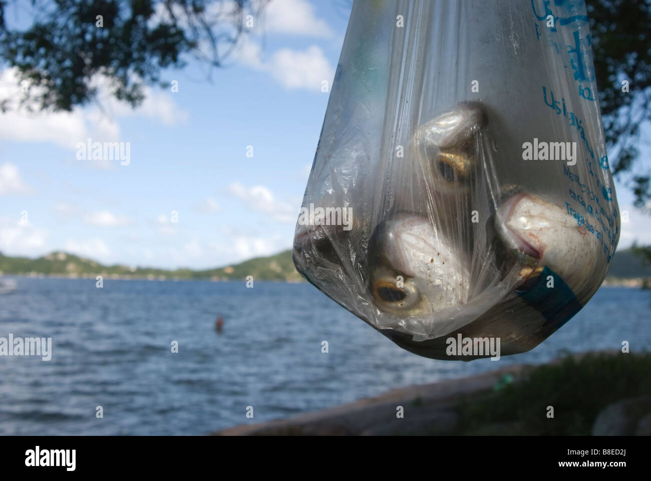 A plastic bag with grey Mullet inside in Ponta das almas, Florianopolis. Brazil. Stock Photo