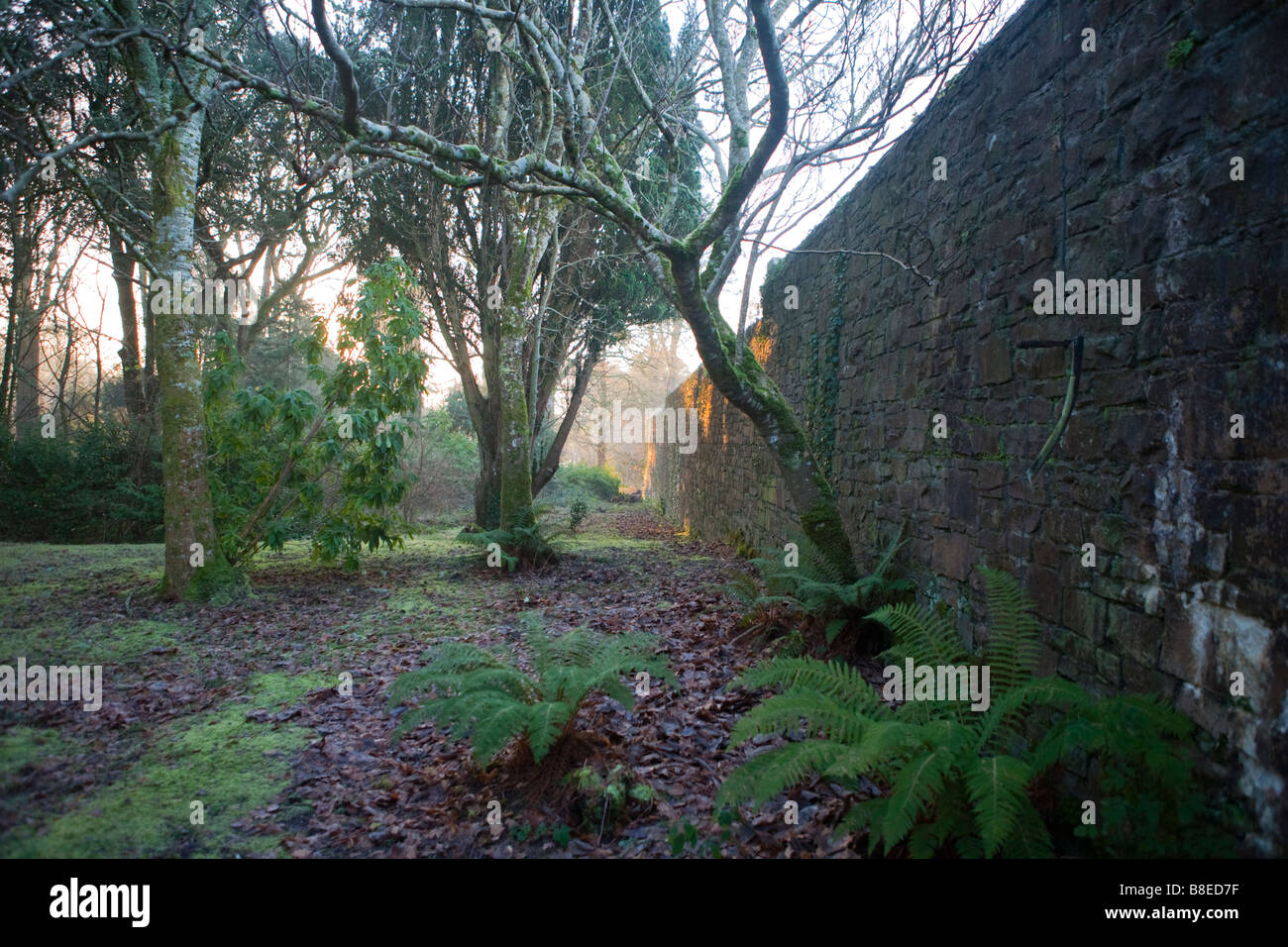 Garden wall and forest at lough rynn castle, ireland Stock Photo - Alamy