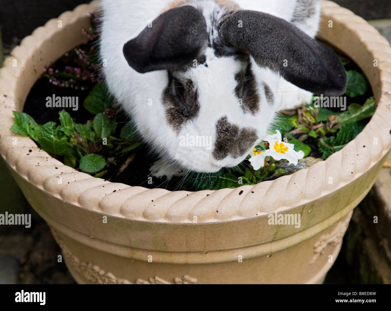 British giant rabbit stealing plants Stock Photo