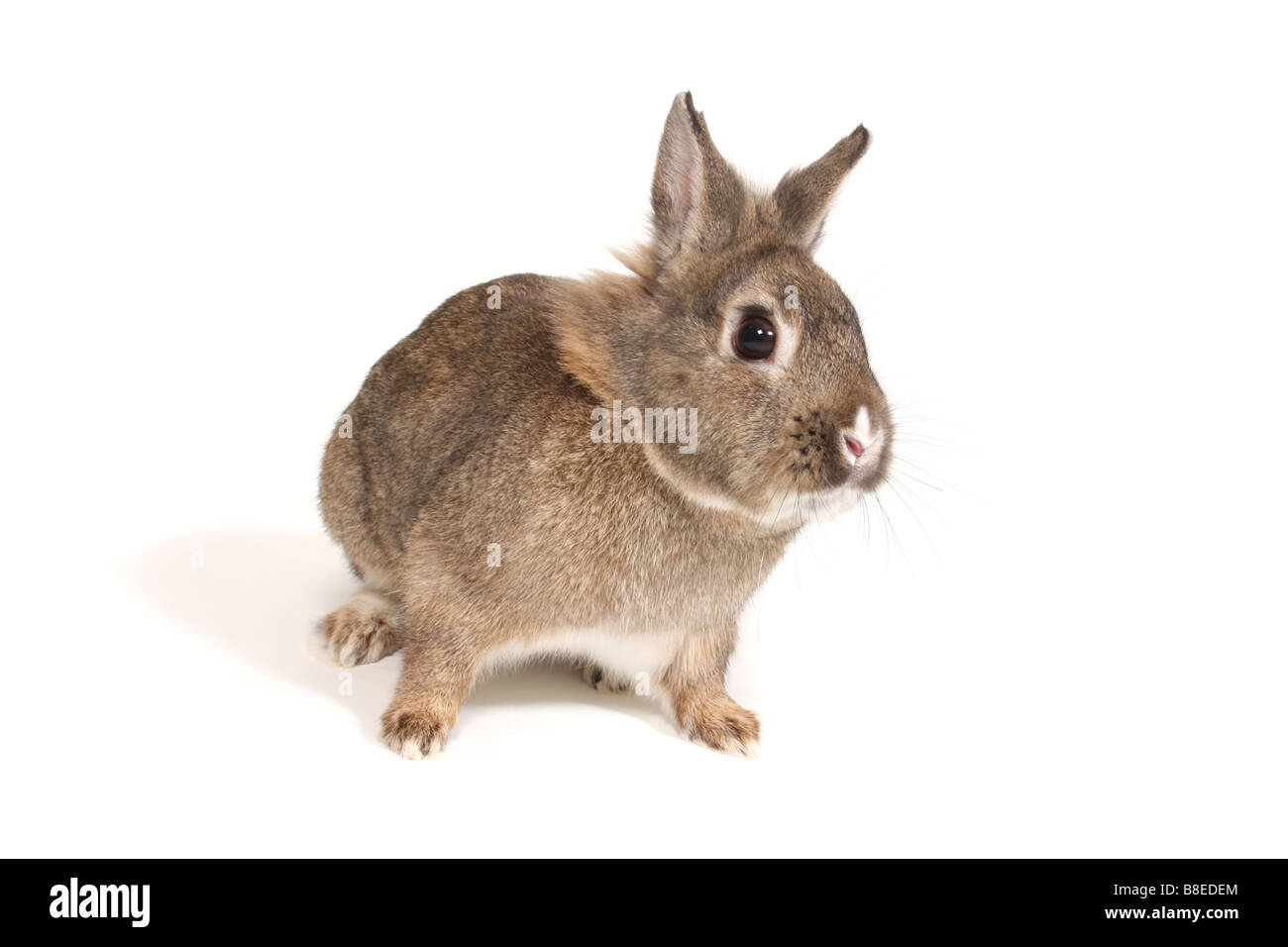 A studio photograph of a rabbit Stock Photo - Alamy