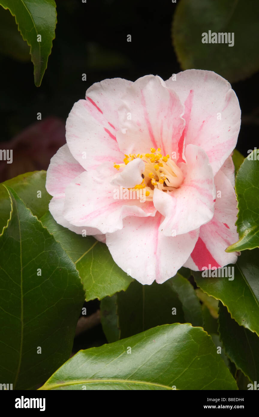 camellia in flower scorrier house garden cornwall Stock Photo