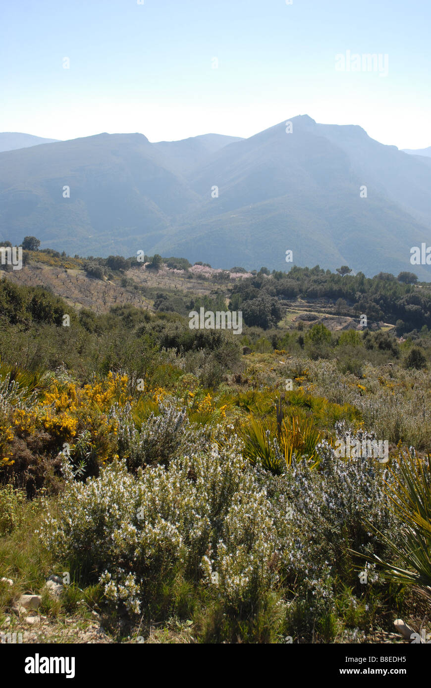 gorse [Ulex europeaus] & rosemary on hillside, near Benimaurell, Vall de Laguar, Alicante province, Comunidad Valenciana, Spain Stock Photo