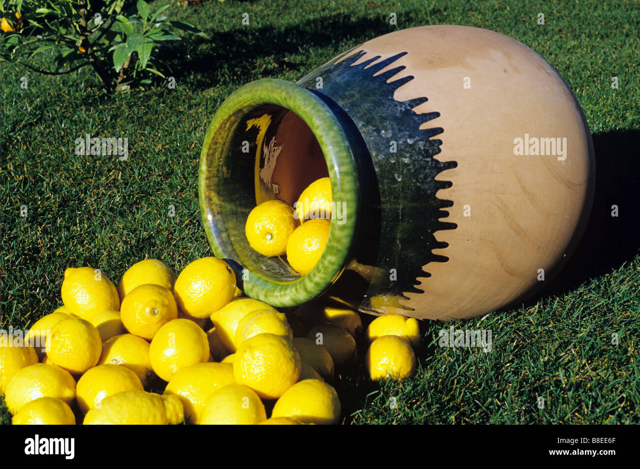 Bowl or Terracotta Jar of Lemons, Lemon Festival, Menton, Côte d'Azur, France Stock Photo