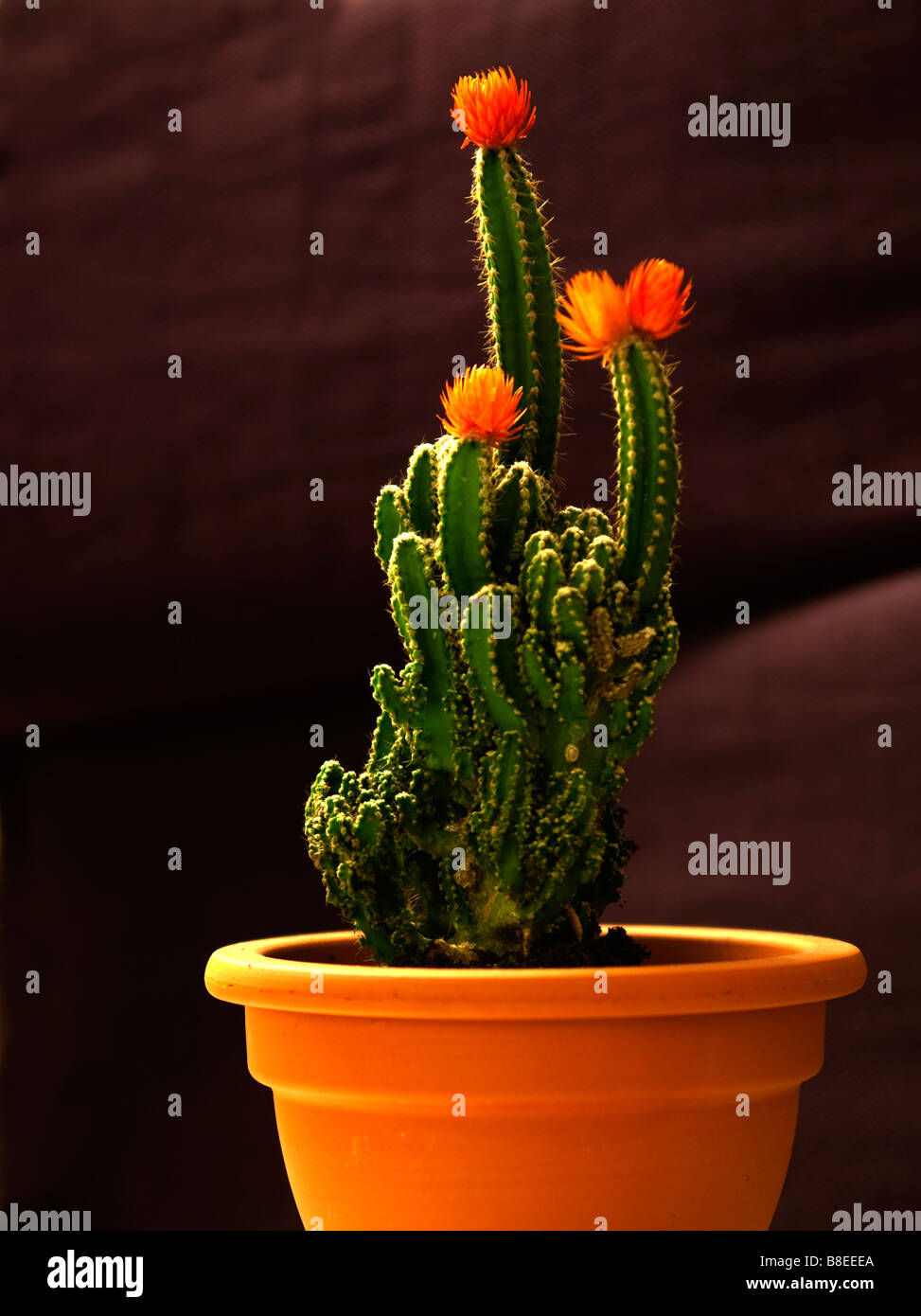 picture of a cactus having red flowers. Stock Photo