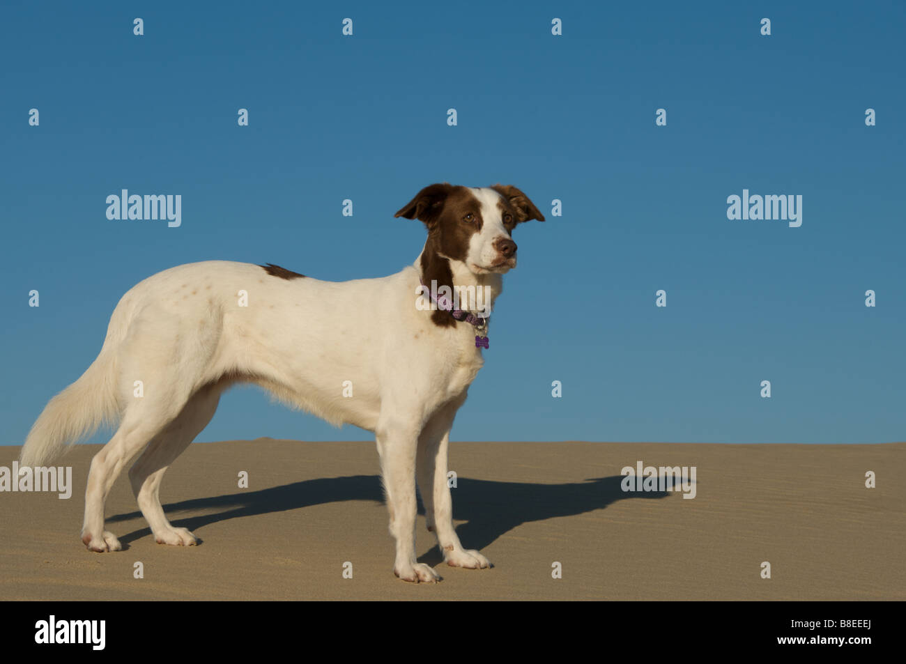 White dog (Brittany Spaniel mix) standing in Oregon sand dunes. Full body side view, solid blue sky behind. Stock Photo