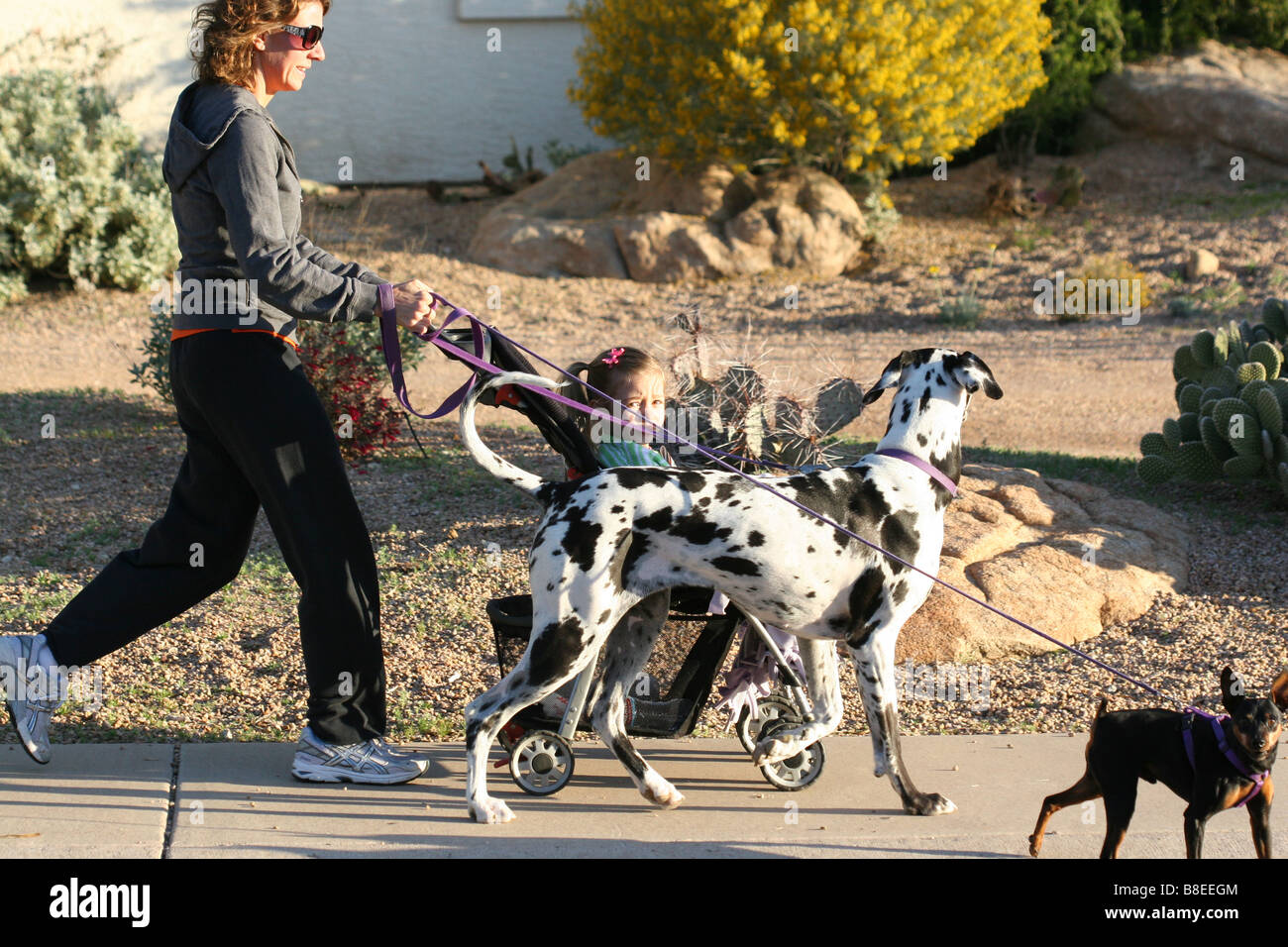 A young woman multi tasks by taking an early morning walk pushing her daughter in a stroller and walking 2 dogs Stock Photo