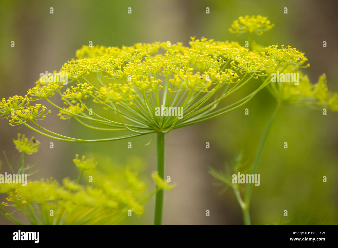 Dill seed head hires stock photography and images Alamy