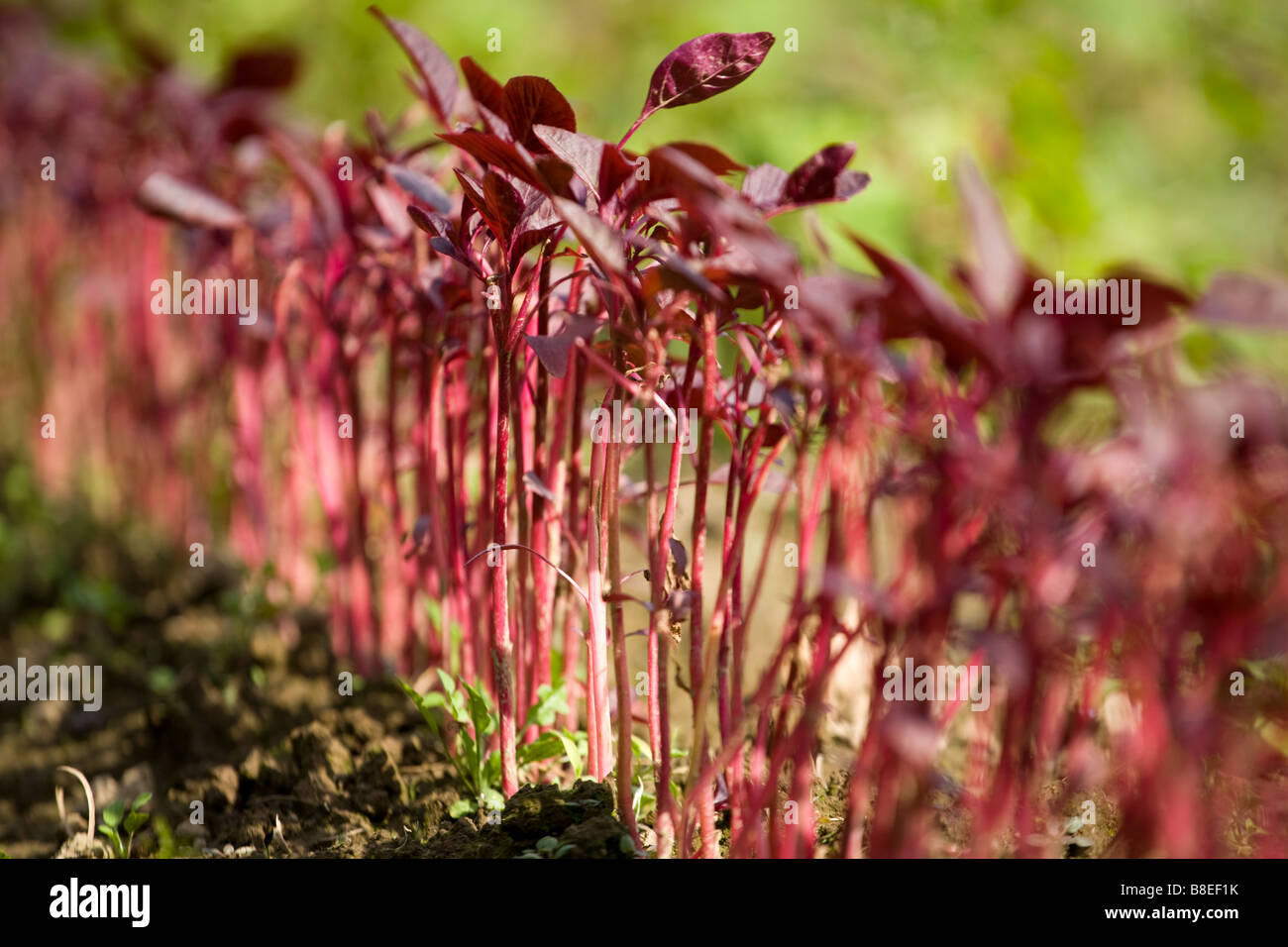 red amaranth Stock Photo