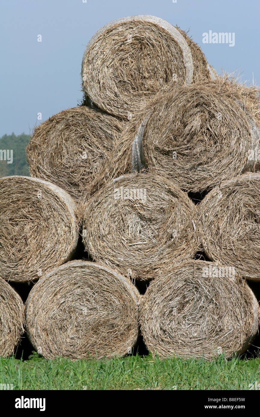 Round hay bales on the grass Stock Photo - Alamy