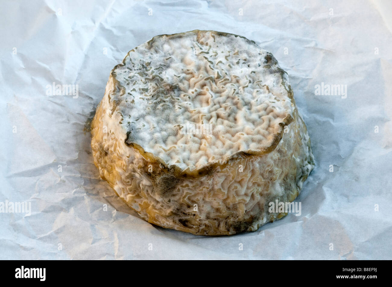 'Pave de la Brenne' / hand-made local goat's cheese from la Brenne, Indre, France. Stock Photo