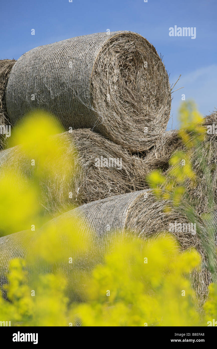 Round hay bales on a rape field Stock Photo - Alamy