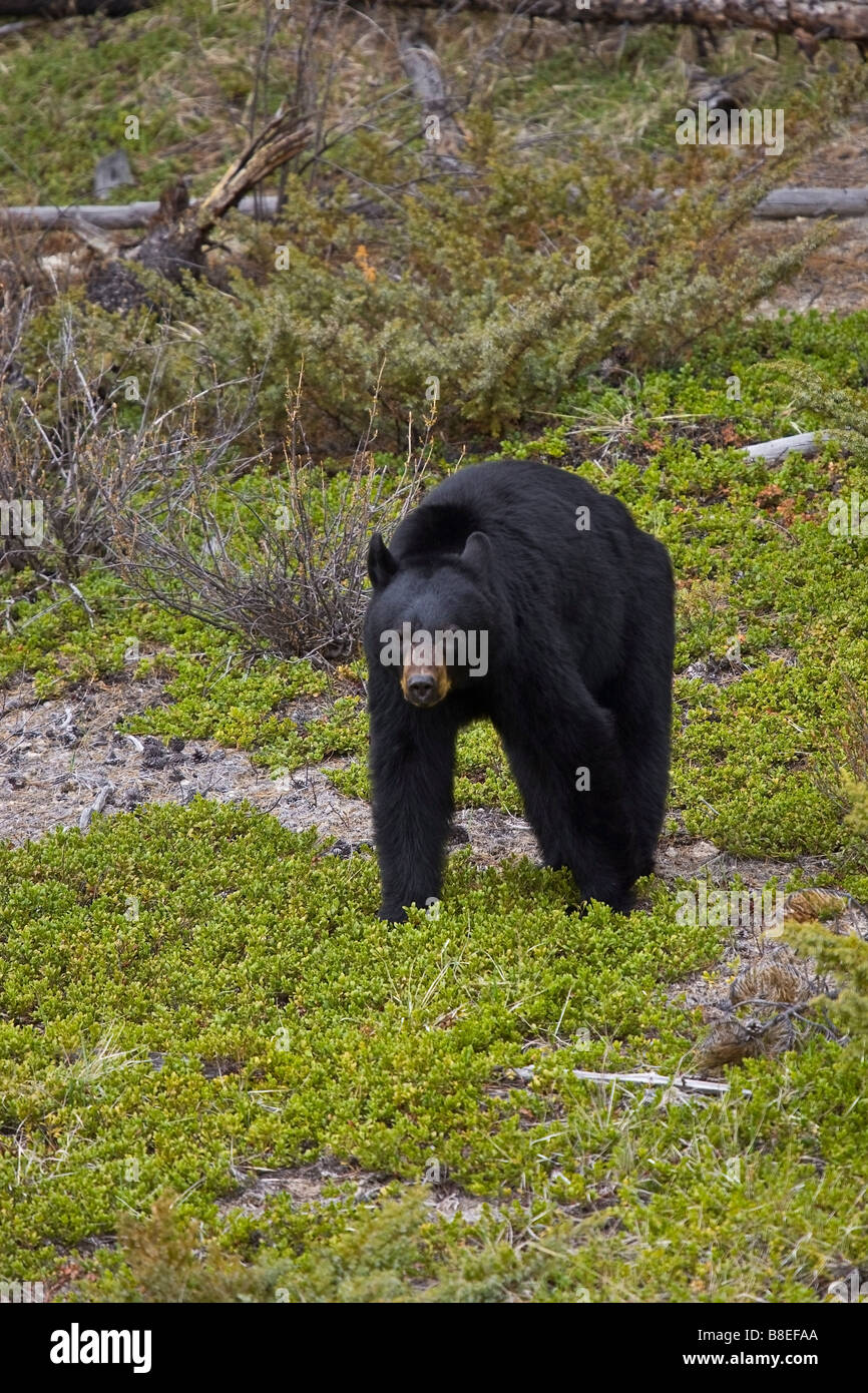 Black bear foraging for food at Jasper National Park. Spring in Alberta Canada. Stock Photo