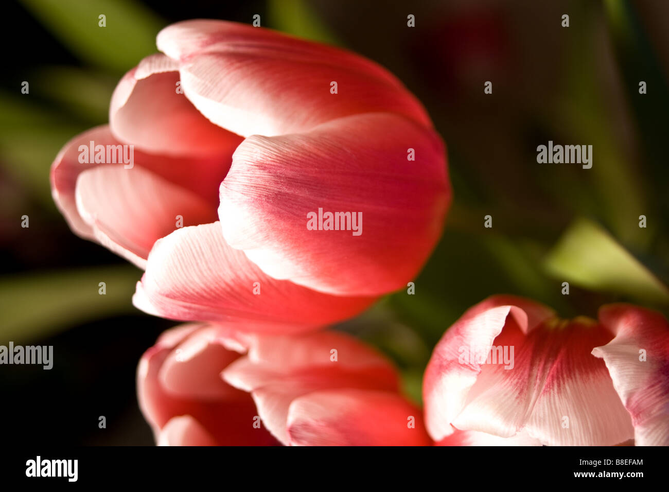 Tulips side view Stock Photo Alamy
