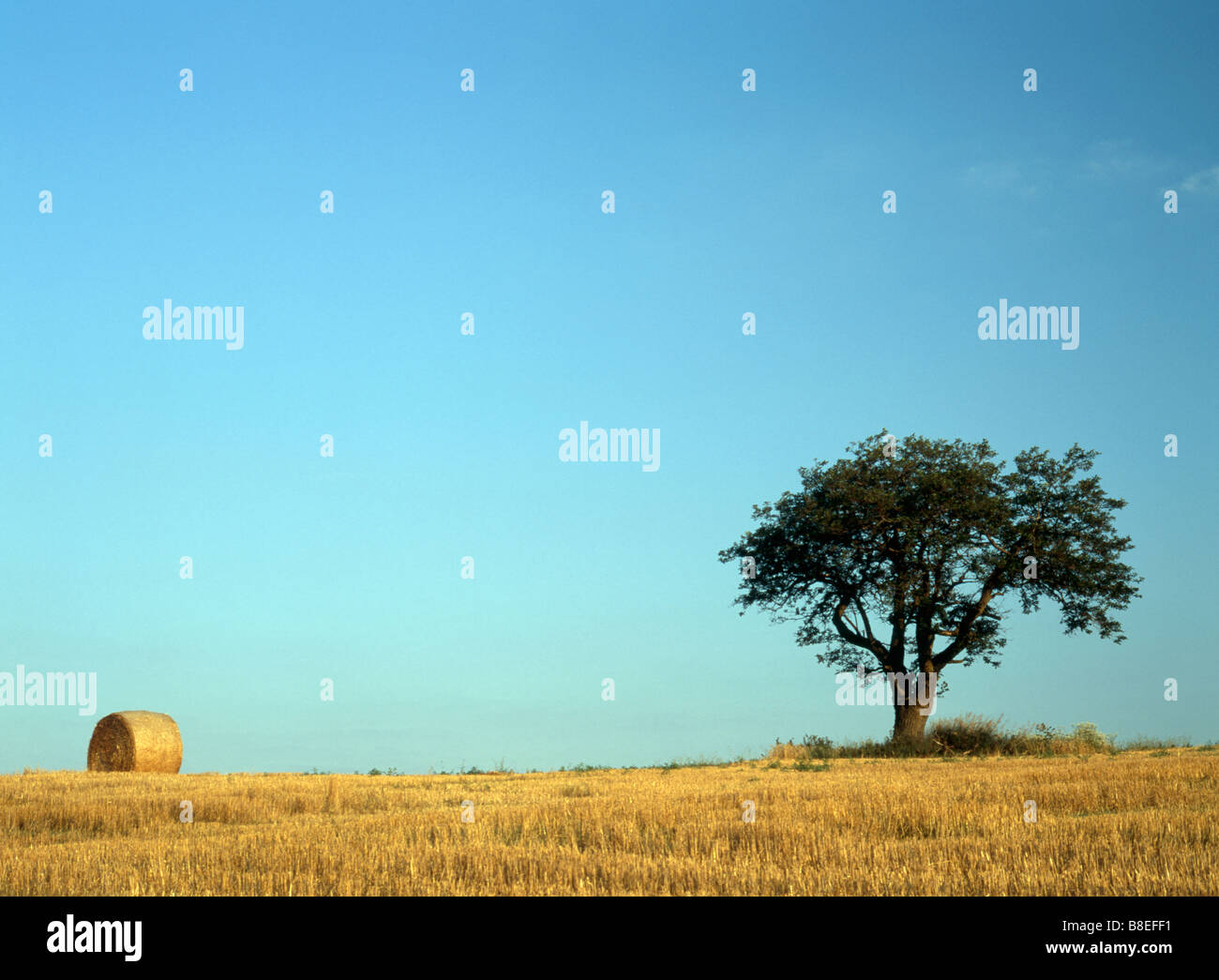 Hay Bale and Tree in Field against Blue Sky Ontario Canada Stock Photo ...