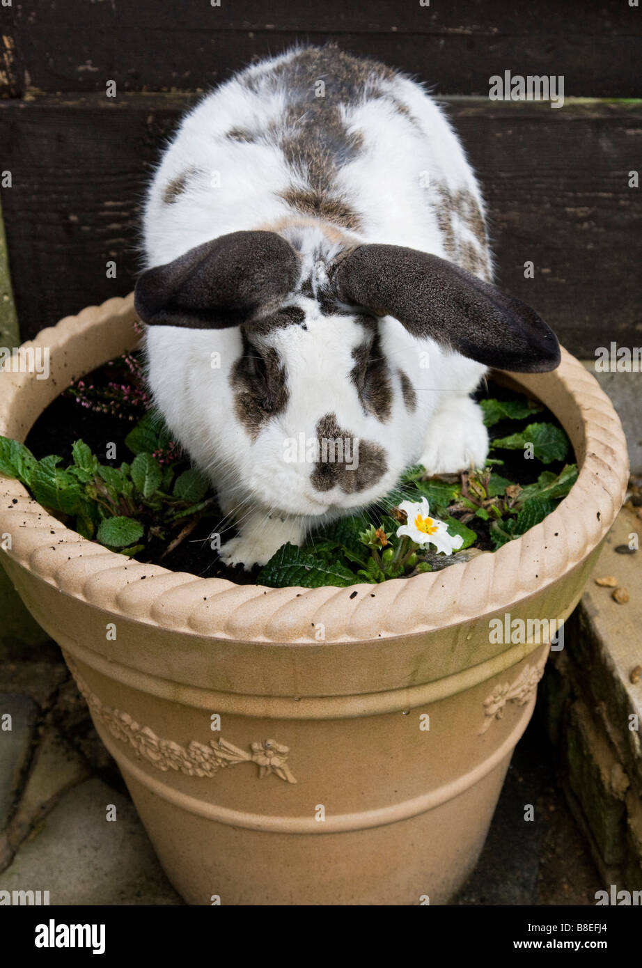 British giant rabbit stealing plants Stock Photo