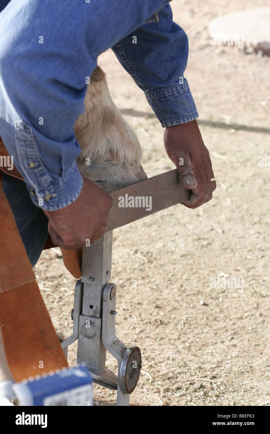 A farrier files off the exposed ends of the horshoe nails used to secure the horseshoe to the horse s hoof foot Stock Photo