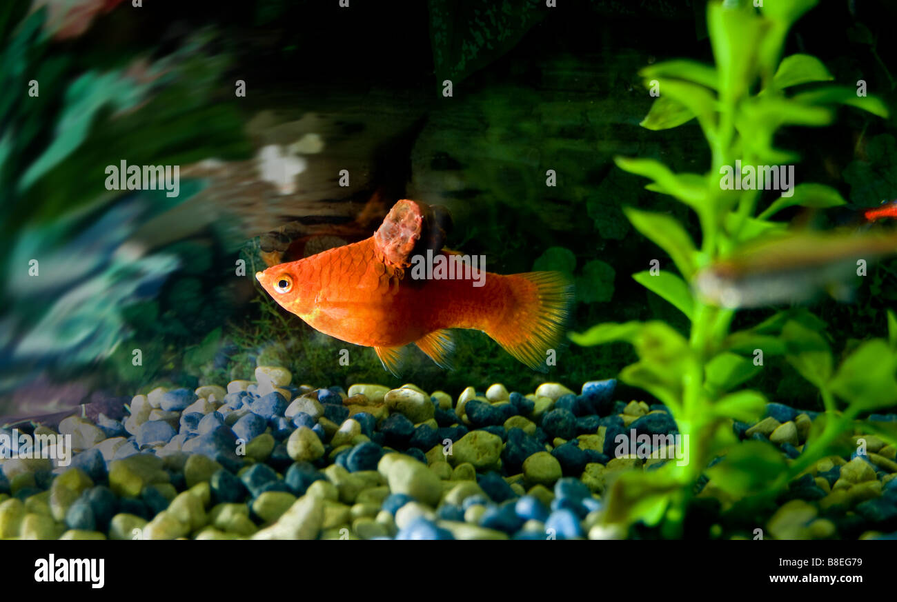 Gold fish with a tumor on his dorsal side Stock Photo