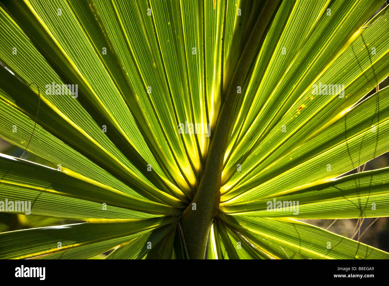 Saw palmetto palm tree hires stock photography and images Alamy