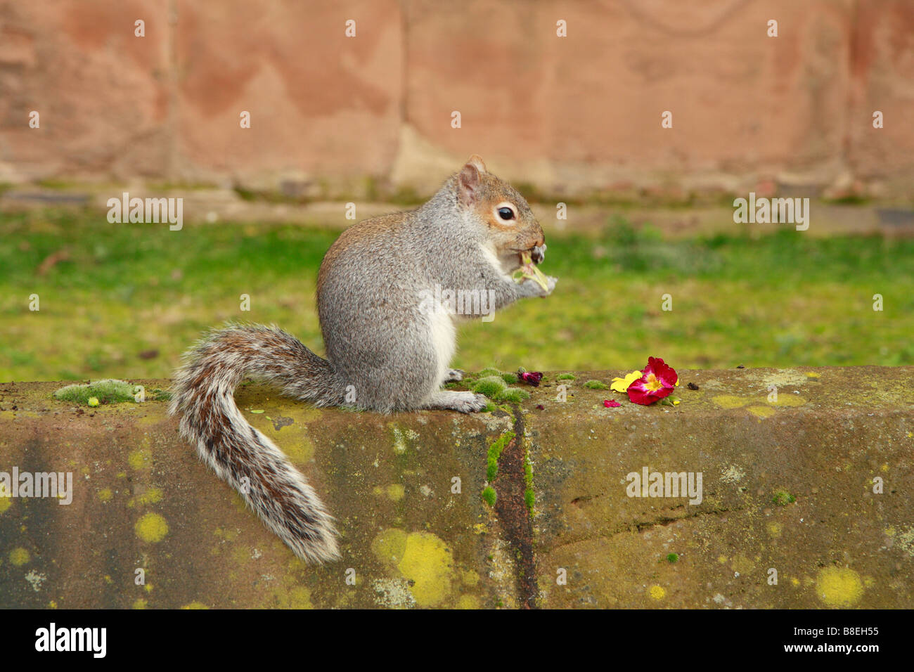 A Squirrel sitting on a wall eating plant buds Stock Photo Alamy