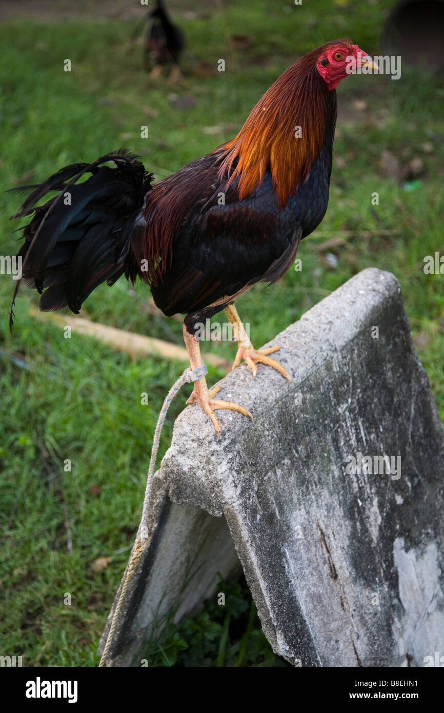 Cockfighting Rooster Stock Photo 22448861 Alamy