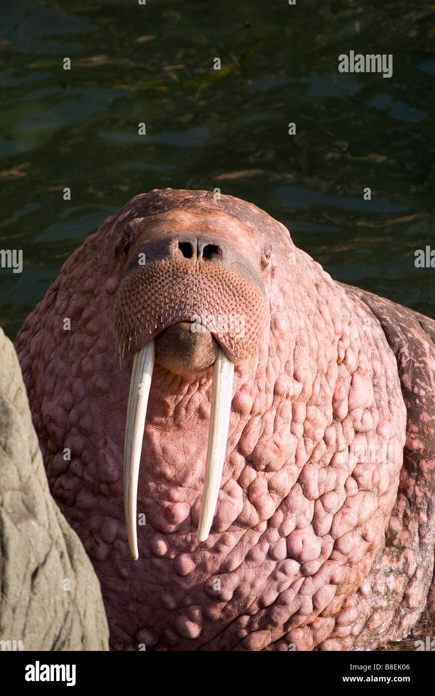 Walrus Odobenus rosmarus divergens Walrus Islands State Game Sanctuary