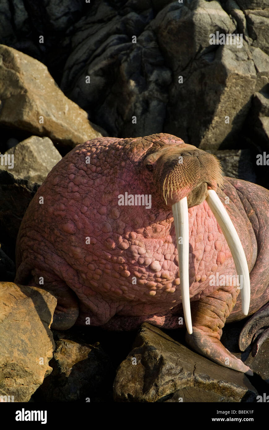 Walrus Odobenus rosmarus divergens Walrus Islands State Game Sanctuary