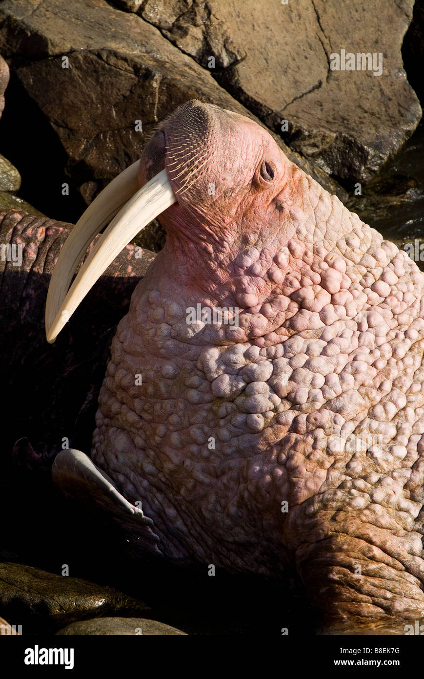 Walrus Odobenus rosmarus divergens Walrus Islands State Game Sanctuary