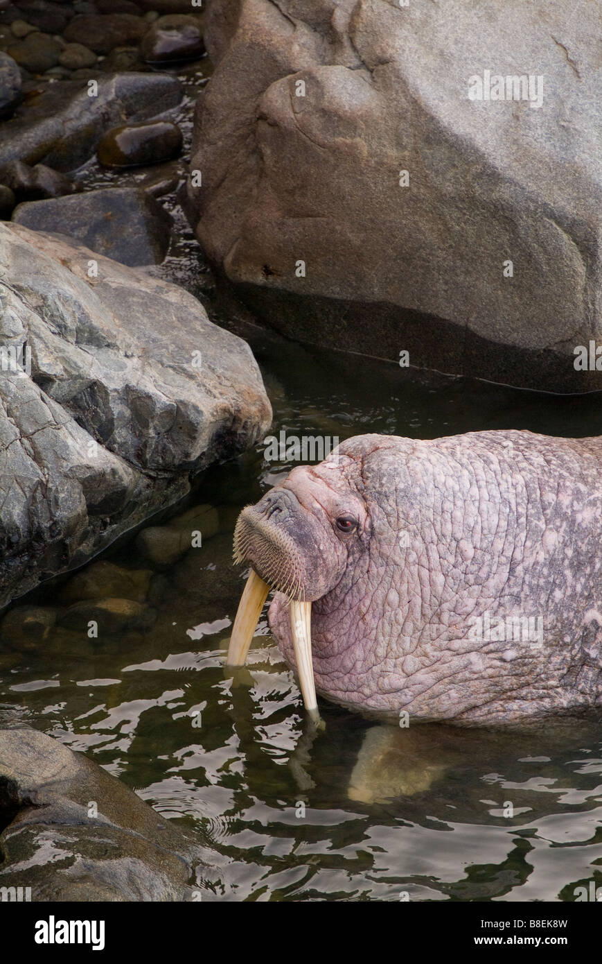 Walrus Odobenus rosmarus divergens Walrus Islands State Game Sanctuary