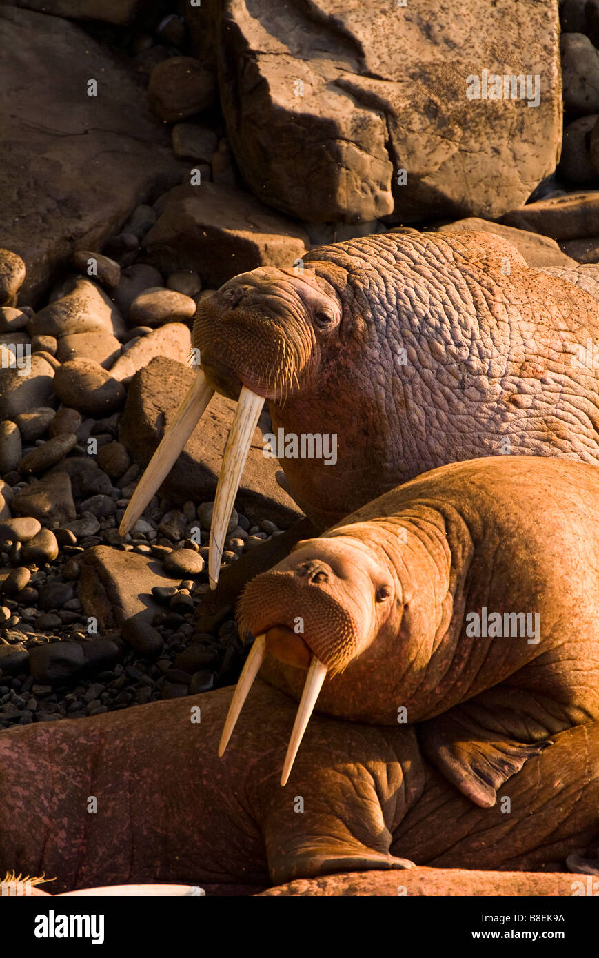 Walruses Odobenus rosmarus divergens Walrus Islands State Game