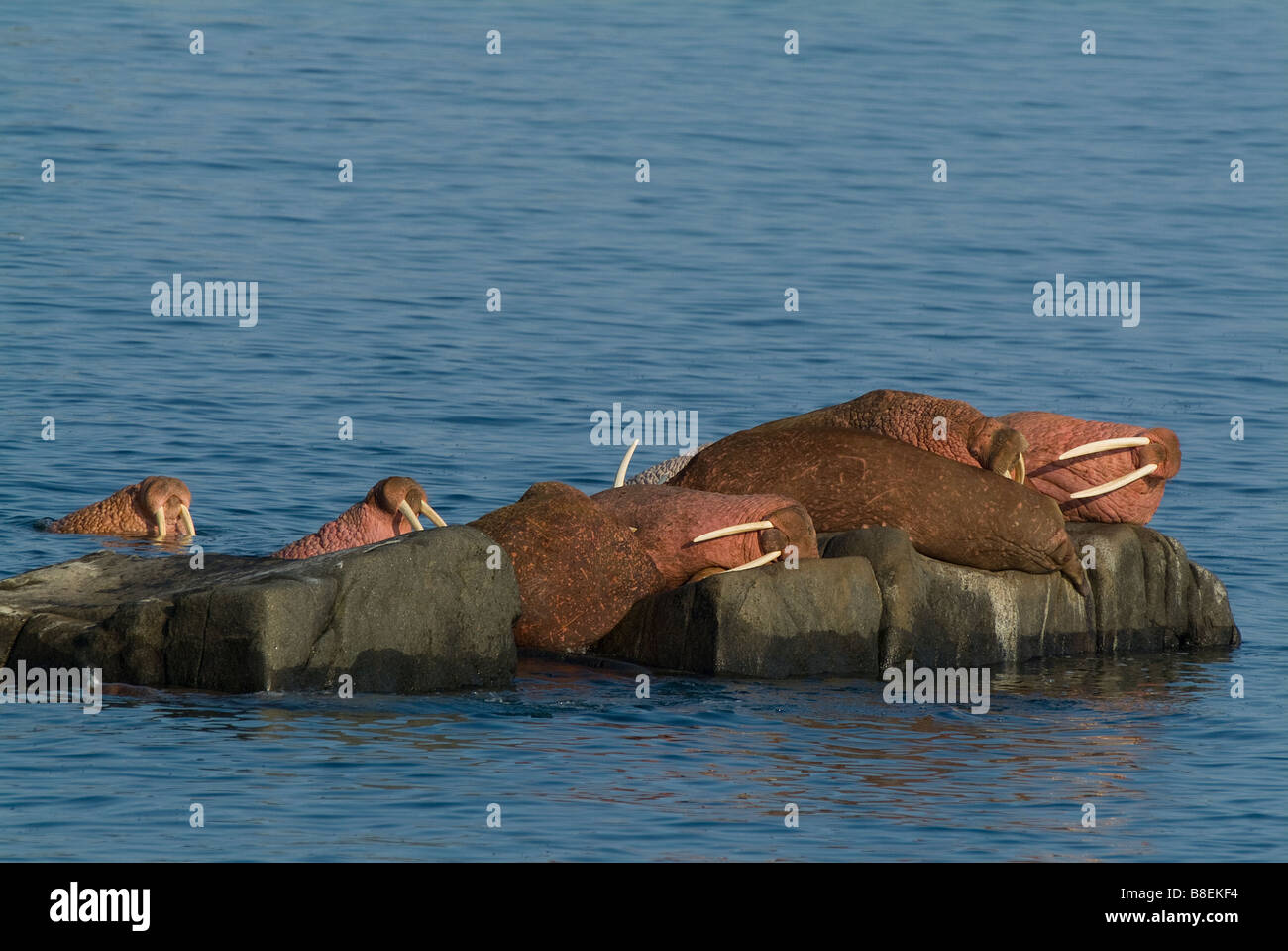 Walruses Odobenus rosmarus divergens Walrus Islands State Game