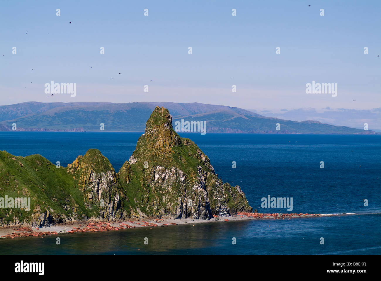 Walrus Odobenus rosmarus divergens Walrus Islands State Game Sanctuary