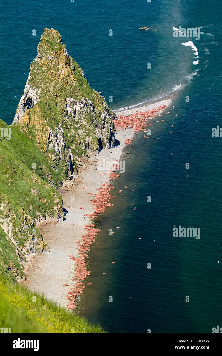 Walrus Odobenus rosmarus divergens Walrus Islands State Game Sanctuary