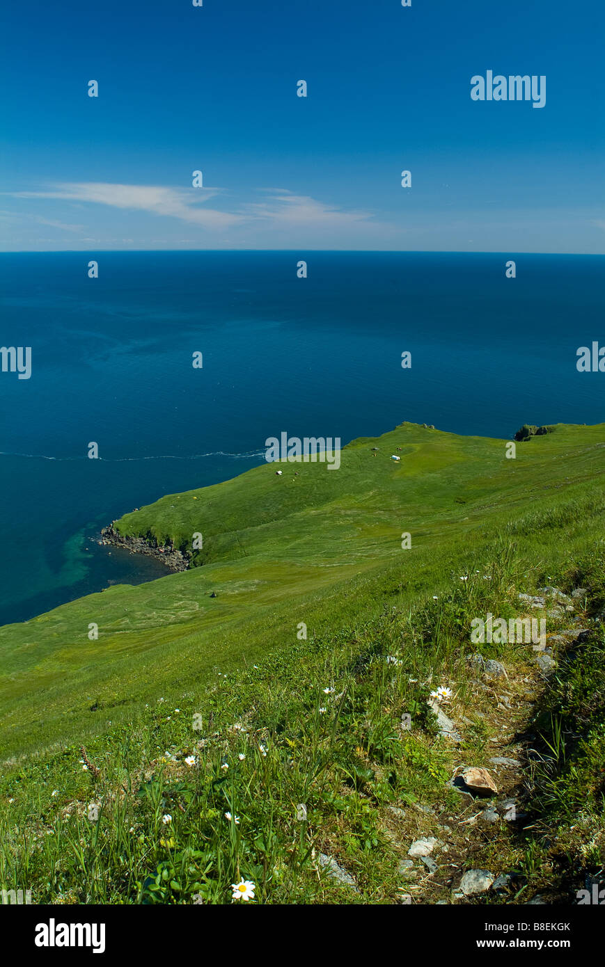 Walrus Odobenus rosmarus divergens Walrus Islands State Game Sanctuary