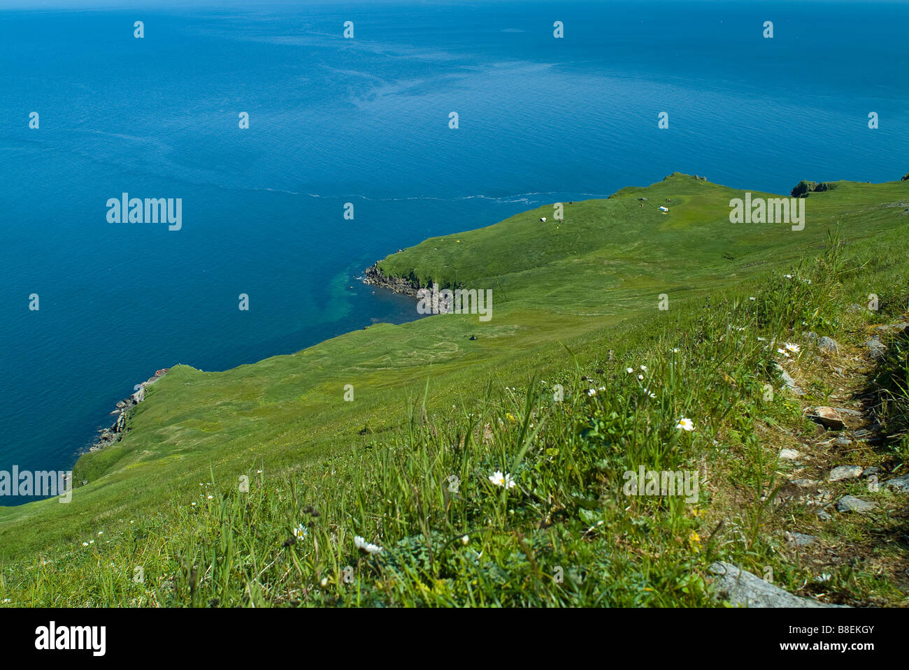 Walrus Odobenus rosmarus divergens Walrus Islands State Game Sanctuary