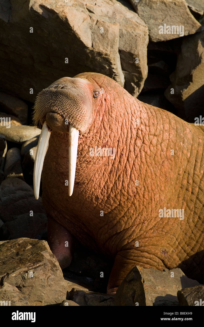 Walrus Odobenus rosmarus divergens Walrus Islands State Game Sanctuary