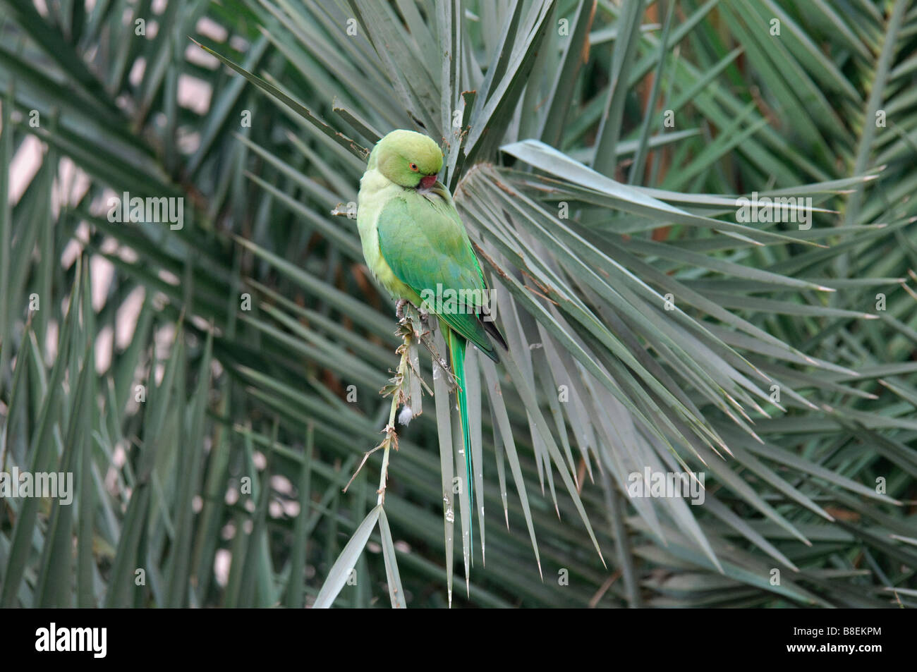 Rose-ringed Parakeet | Animals Wiki | Fandom