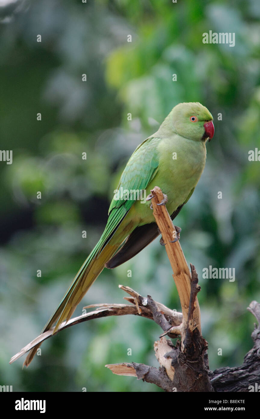 New Invasive Species, Rose-Ringed Parakeets Found on Maui : Maui Now