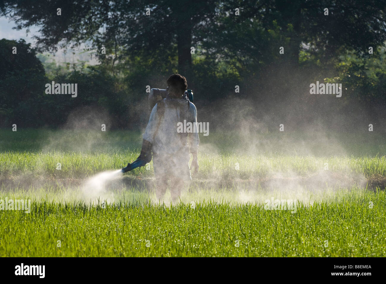 Indian man spraying a rice crop with pesticide. Andhra Pradesh, India Stock Photo