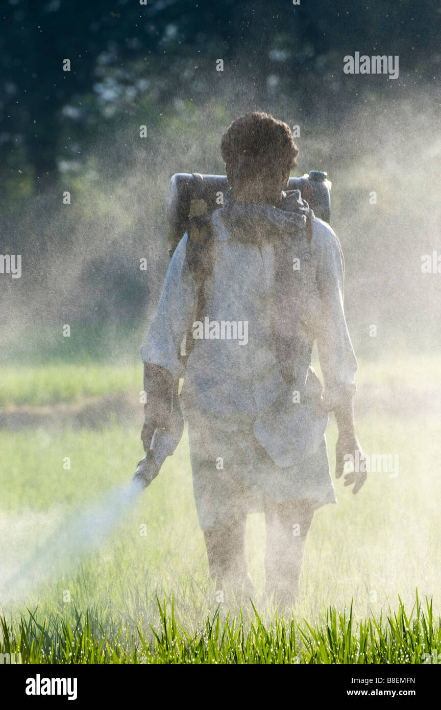 Indian man spraying a rice crop with pesticide. Andhra Pradesh, India Stock Photo