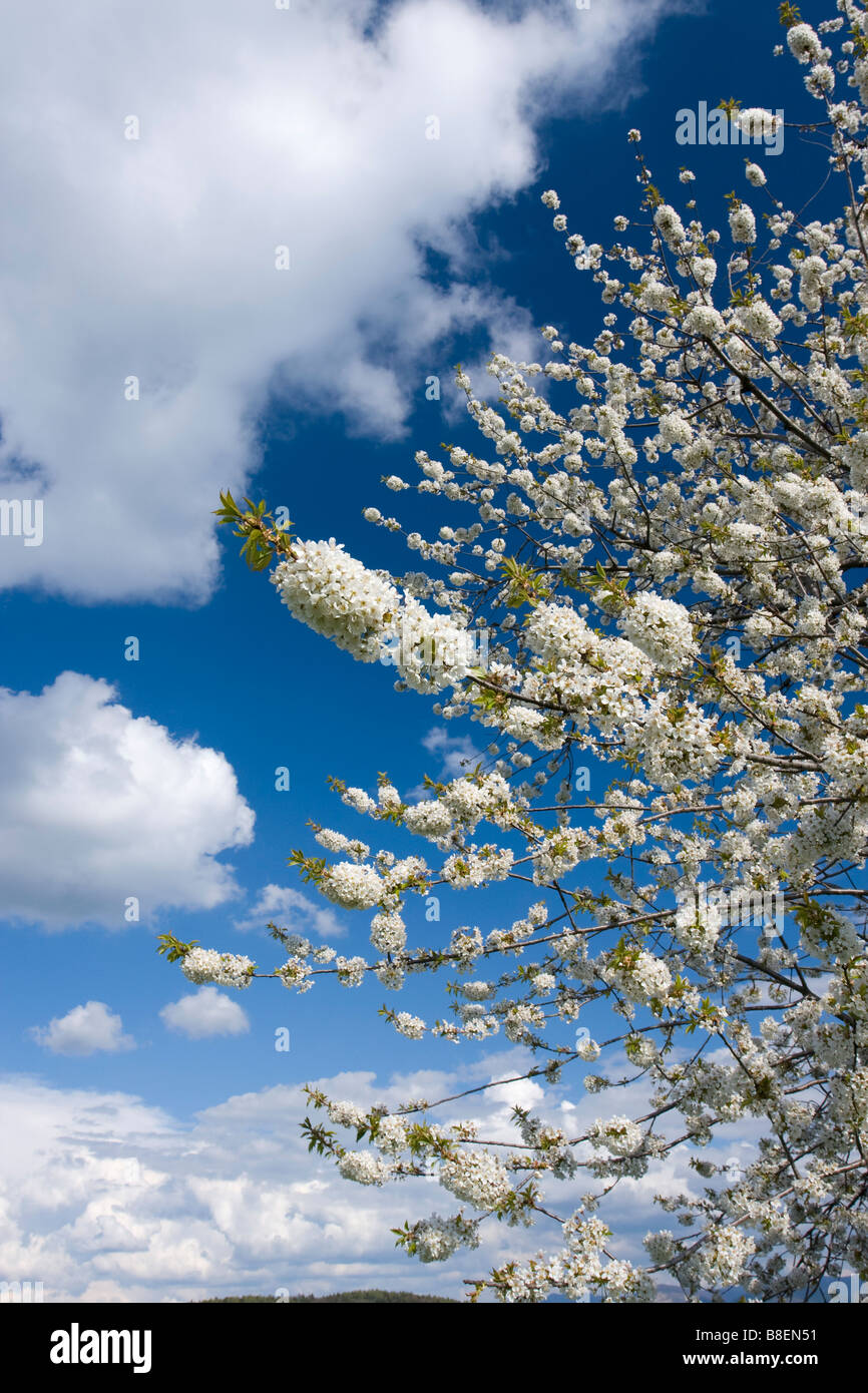 Flowering cherry treee Vrsatec Biele Karpaty White Carpathian Mountains protected landscape area Slovakia Europe Stock Photo