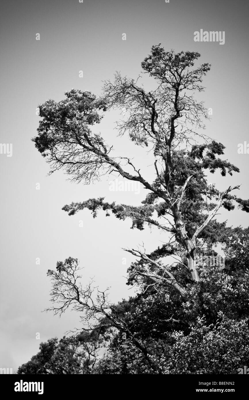 A black and white image of a tree growing on a cliff face cast against the sky. Stock Photo