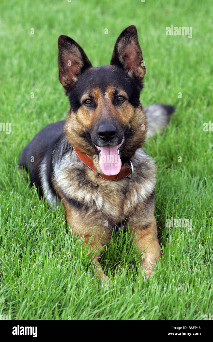Portrait of a German shepherd dog Stock Photo