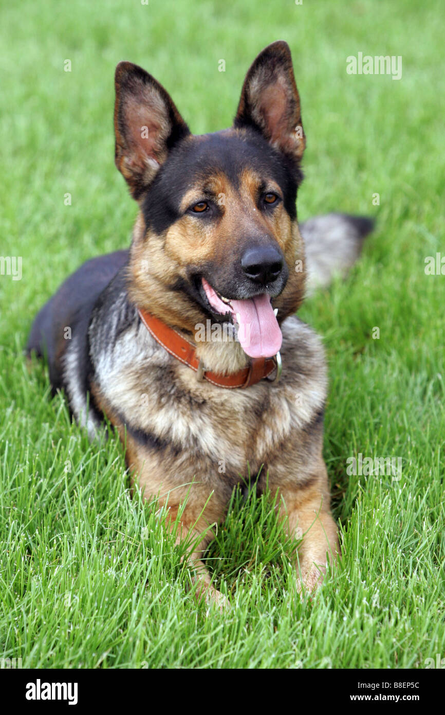 Portrait of a German shepherd dog Stock Photo