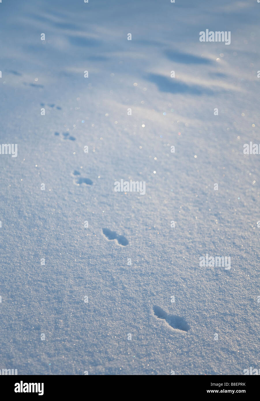 Animal paw prints on snow ( possibly weasel , Mustela nivalis
