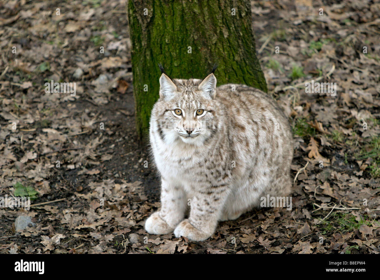 Eurasian Lynx (Lynx lynx) Stock Photo