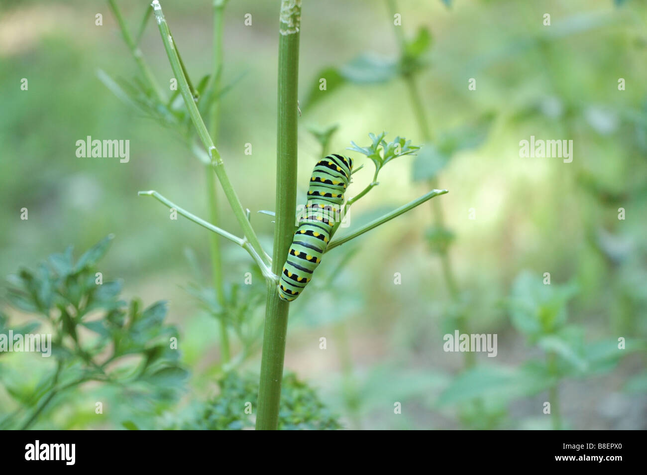 A Black Swallowtail Caterpillar eating parsley and will soon pupate Stock Photo Alamy