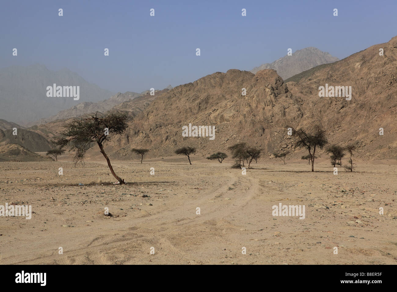 Acacia egypt hires stock photography and images Alamy