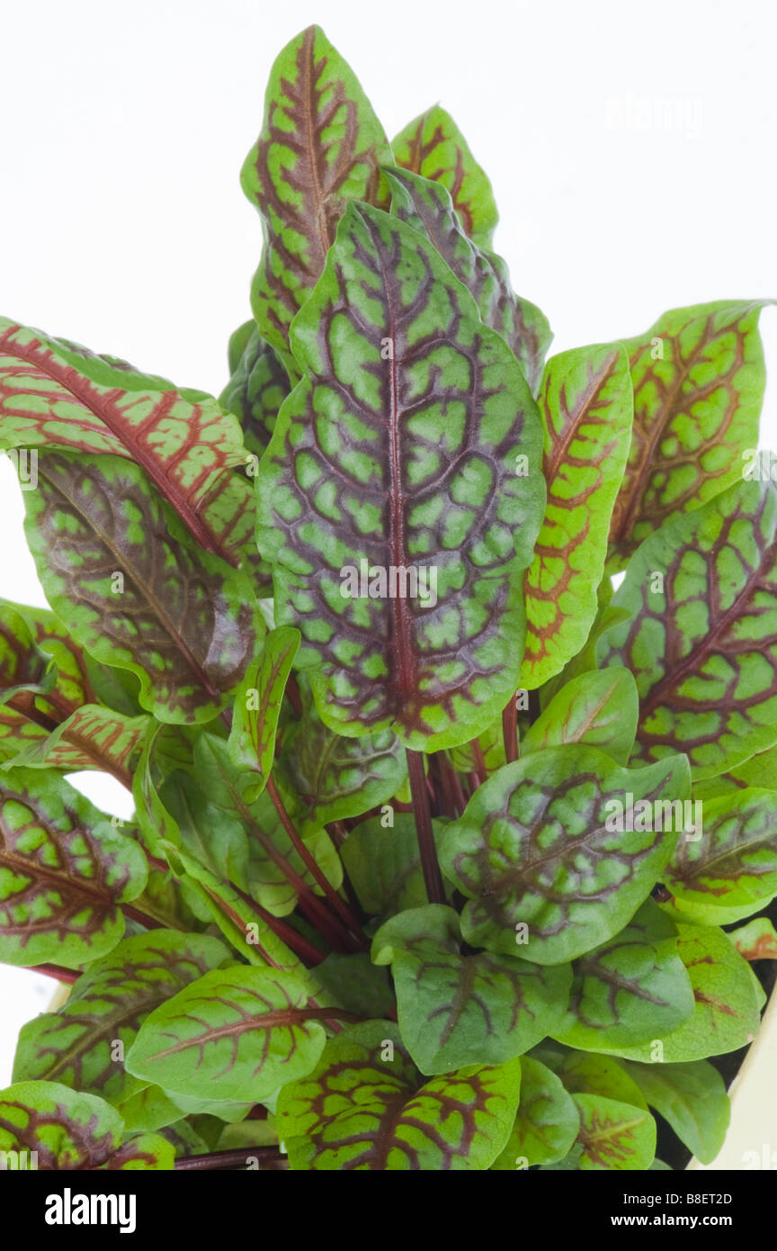 common sorrel dock green green food plant greenfood fresh herb herbes