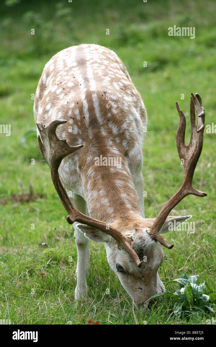 male deer with full set of antlers, 12th September 2006 Stock Photo